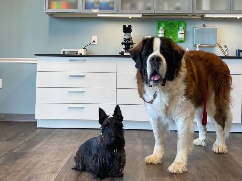 Fox Terrier dog and Saint Bernard dog.