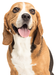 Basset Hound dog