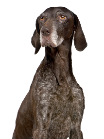 Senior brown dog with gray muzzle and chest, sitting and looking to the side.