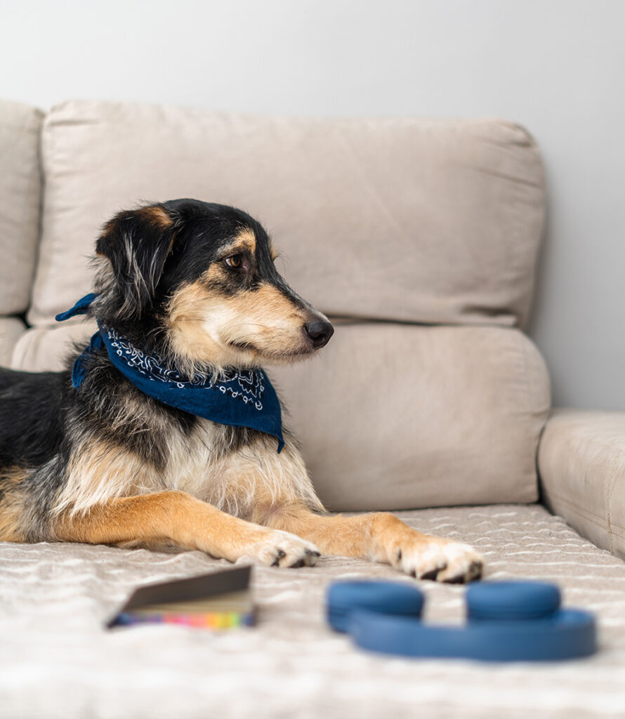 Dog wearing bandana relaxing on sofa