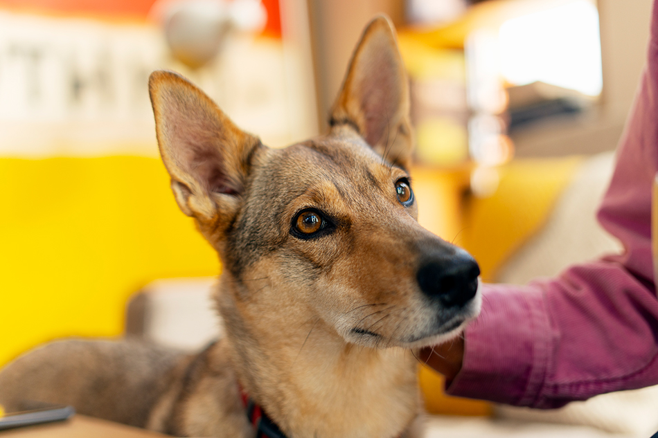Dog with alert ears looking away while being gently petted on the neck.