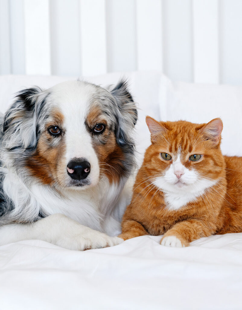 Red cat and gray dog lying together on the bed