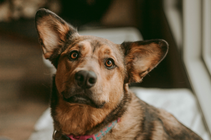 dog close up with sweet expression in home